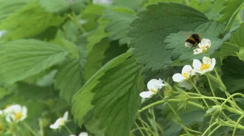 Pollination of fruit flowers by a bumblebee 01 Stock Footage 21378727