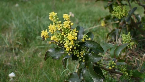 Pollination in the garden  스톡 동영상 105904130