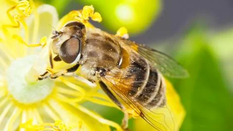 Pollination. Insect on a flower Stock Photos