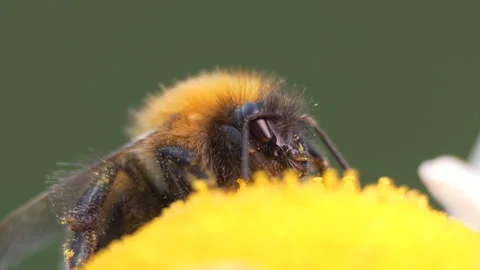 Pollination, insects. Bumblebee collects pollen on chamomile. Macro. 스톡 동영상 199527451