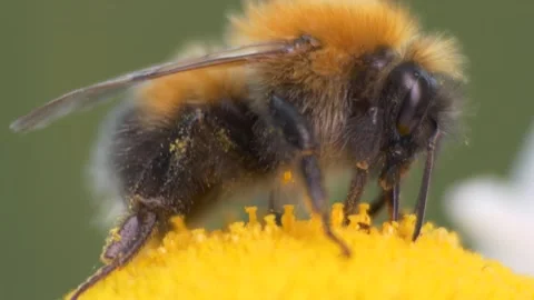 Pollination, insects. Bumblebee collects pollen on chamomile. Macro. Vídeos de archivo 199527458