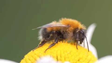 Pollination, insects. Bumblebee collects pollen on chamomile. Macro. Vídeos de archivo 199527486