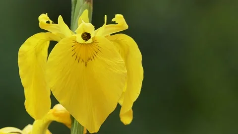 Pollination, insects. The wasp collects nectar inside the Iris flower. Stock-Footage 197407854