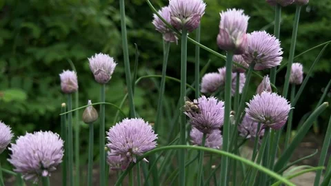 Pollination Of Onions By Bees Stock Footage 242831197