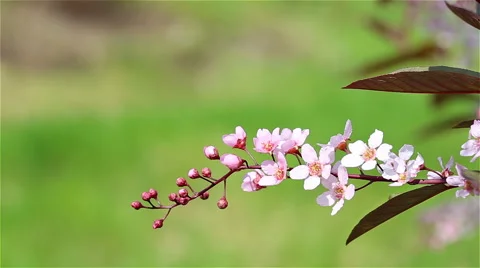Pollination ornamental cherry Stock Footage 50008612