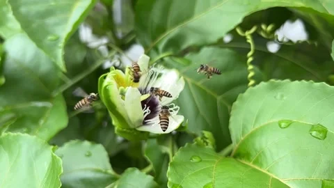 Pollination of passion flower by bees 스톡 동영상 172132897
