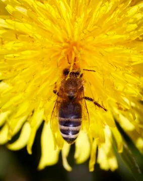 Pollination Stock Photos