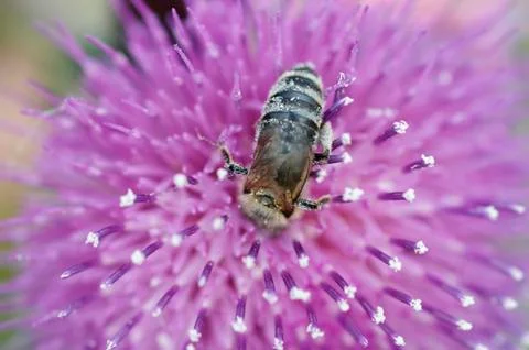 Pollination Stock Photos