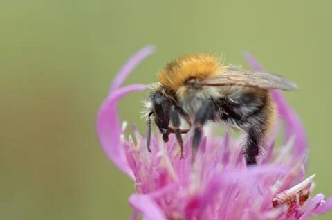 Pollination Stock Photos