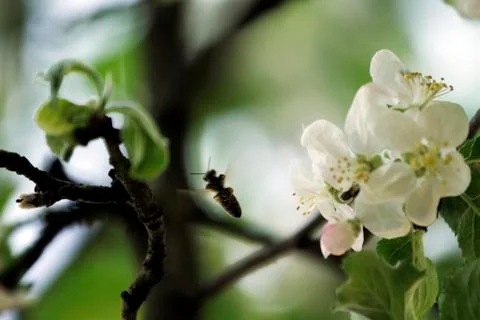 Pollination Stock Photos