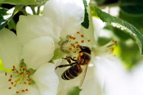 Pollination Stock Photos