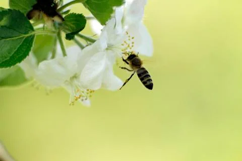 Pollination Stock-Fotos