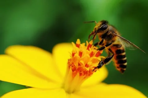 Pollination Stock Photos