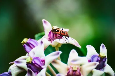 Pollination Stock Photos