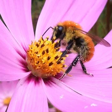 Pollination 写真素材