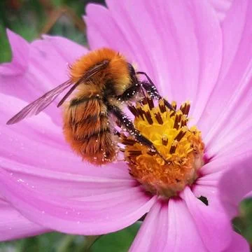 POLLINATION 写真素材