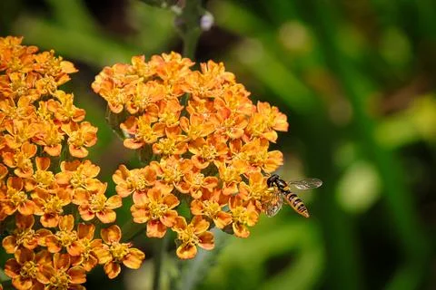 Pollination Fotos Stock