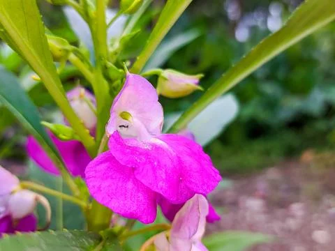 Pollination process as ants explore Impatiens balsamina nectar. Stock Photos