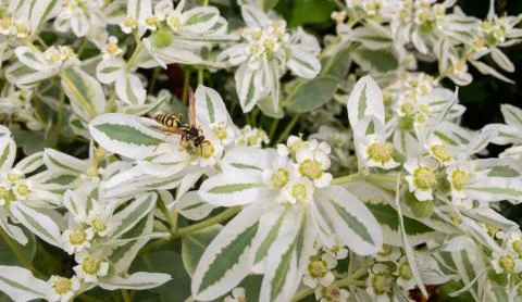 Pollination process of a bee on a white flower Stock Photos