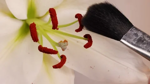 Pollination Process of Lily Flower Using Brush Stockbeeldmateriaal 304957020