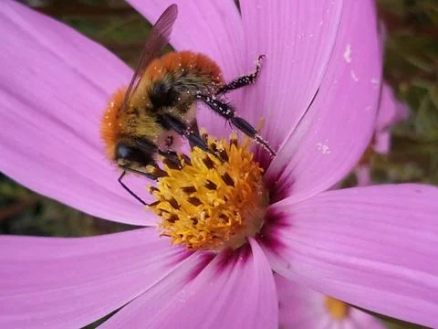 Pollination second part 写真素材