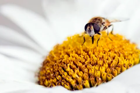 Pollination in springtime Stock Photos