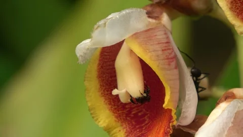 Pollination, stingless bee, Malaysia Video stock 327046592