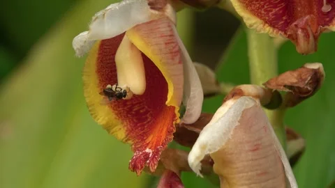 Pollination, stingless bee, Malaysia Stock Footage 327046706