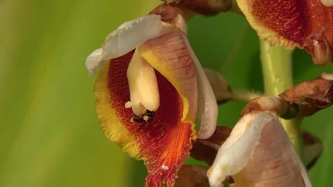 Pollination, stingless bee, Malaysia Stock Footage 327046715