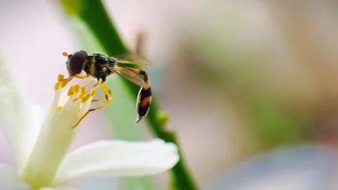 Pollination by the universe Stock Footage 297591699