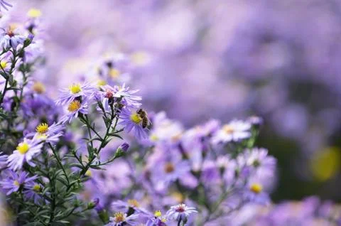 Pollination Of Violet Flowers Aster Stock Photos