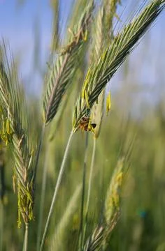 Pollination of wheat with bees. A bee sucks nectar on a spikelet of wheat. .. Stock Photos