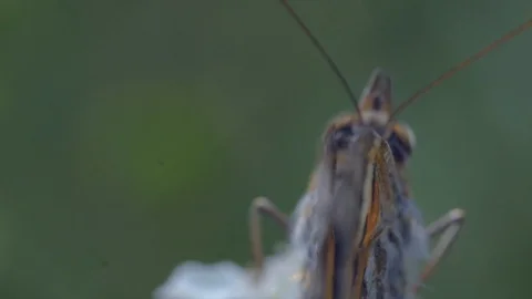 Pollination of white flowers. Slow motion Stock Footage 111669751