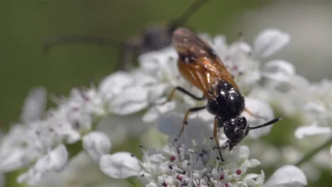 Pollination of white flowers. Slow motion Stock Footage 111670142