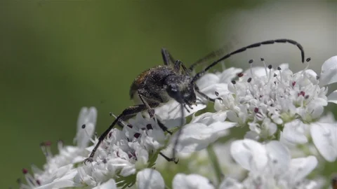 Pollination of white flowers. Slow motion Stock Footage 111670617