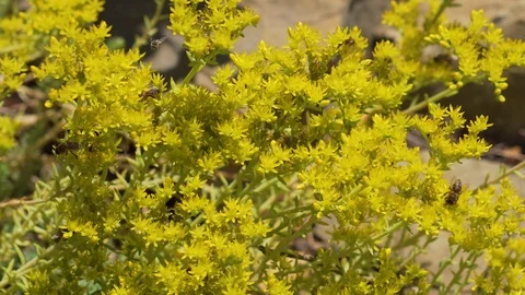 Pollination on yellow flowers Stock Footage 94485280