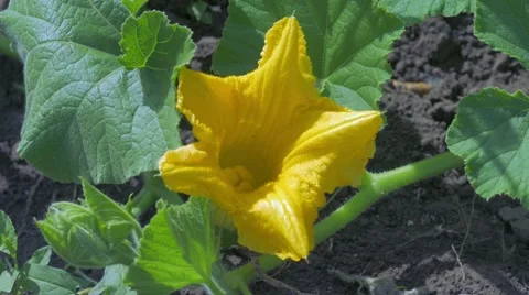 Pollination zucchini 스톡 동영상 65111747