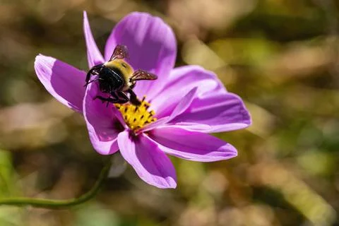 Pollinator Bee Does The Job Stock Photos