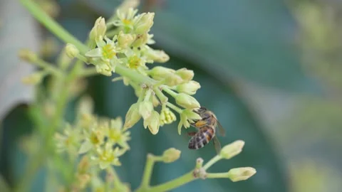 Pollinator Bee Working Among Avocado Flowers 스톡 동영상 347994167