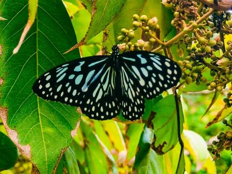 Pollinator Butterfly on Forest Plants Stock Photos