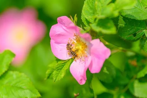 Pollinator Buzz A Beautiful Bee on a Pink Wildflower in Natures Vibrant Ecosyste Stock Photos