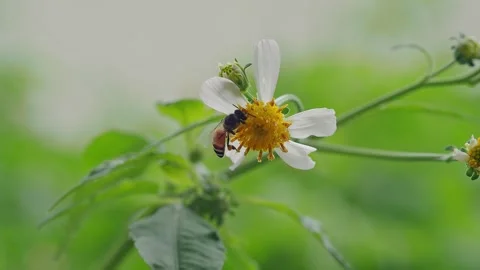 Pollinator Carrying Golden Pollen While Feeding on Blossom Stock-Footage 334990741
