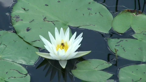 Pollinator Stock Footage 536622