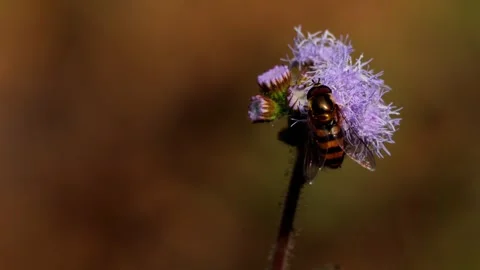 Pollinator insect behavior in himalayan winter meadow india Vídeos de archivo 331279507