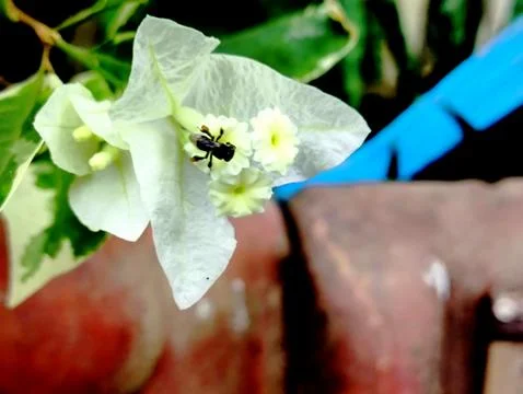 Pollinator insect collecting nectar on blooming bougainvillea flowers Foto stock