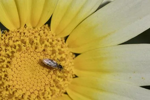Pollinator insect covered in pollen on a daisy flower macro shot Fotos de archivo