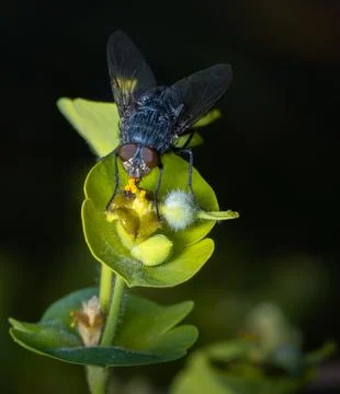 A pollinator insect, a fly, perches on a green leaf in macro photography Stock-Fotos