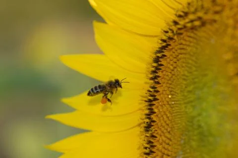 Pollinator 스톡 사진