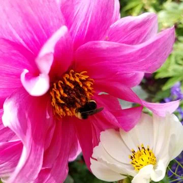 Pollinator 스톡 사진