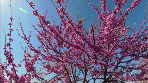 Pollinator with Springtime Cherry Blossom Tree Stock Footage 308874851